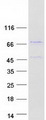 ZNF648 Protein - Purified recombinant protein ZNF648 was analyzed by SDS-PAGE gel and Coomassie Blue Staining