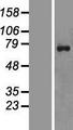 ZNF652 Protein - Western validation with an anti-DDK antibody * L: Control HEK293 lysate R: Over-expression lysate