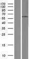 ZNF682 Protein - Western validation with an anti-DDK antibody * L: Control HEK293 lysate R: Over-expression lysate