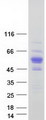 ZNF704 Protein - Purified recombinant protein ZNF704 was analyzed by SDS-PAGE gel and Coomassie Blue Staining