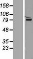 ZNF750 Protein - Western validation with an anti-DDK antibody * L: Control HEK293 lysate R: Over-expression lysate