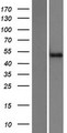 ZNF773 Protein - Western validation with an anti-DDK antibody * L: Control HEK293 lysate R: Over-expression lysate