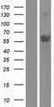 ZNF837 Protein - Western validation with an anti-DDK antibody * L: Control HEK293 lysate R: Over-expression lysate