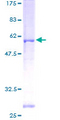 ZPBP / SP38 Protein - 12.5% SDS-PAGE of human ZPBP stained with Coomassie Blue