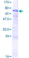 ZPLD1 Protein - 12.5% SDS-PAGE of human ZPLD1 stained with Coomassie Blue