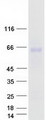 ZPLD1 Protein - Purified recombinant protein ZPLD1 was analyzed by SDS-PAGE gel and Coomassie Blue Staining