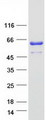 ZPR1 / ZNF259 Protein - Purified recombinant protein ZPR1 was analyzed by SDS-PAGE gel and Coomassie Blue Staining