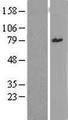 ZSCAN12 Protein - Western validation with an anti-DDK antibody * L: Control HEK293 lysate R: Over-expression lysate