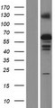 ZSCAN5B Protein - Western validation with an anti-DDK antibody * L: Control HEK293 lysate R: Over-expression lysate