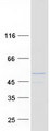 ZSWIM1 Protein - Purified recombinant protein ZSWIM1 was analyzed by SDS-PAGE gel and Coomassie Blue Staining