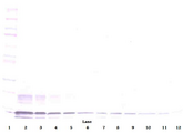 I-309 / CCL1 Antibody - Anti-Human I-309 (CCL1) Western Blot Unreduced