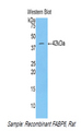I-BABP / FABP6 Antibody - Western blot of recombinant I-BABP / FABP6.  This image was taken for the unconjugated form of this product. Other forms have not been tested.