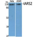 IARS2 Antibody - Western blot of IARS2 antibody