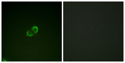 ICAM3 / CD50 Antibody - Immunofluorescence analysis of A549 cells, using CD50/ICAM-3 Antibody. The picture on the right is blocked with the synthesized peptide.
