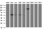 ICAM3 / CD50 Antibody - Western blot of extracts (35ug) from 9 different cell lines by using anti-ICAM3 monoclonal antibody (HepG2: human; HeLa: human; SVT2: mouse; A549: human; COS7: monkey; Jurkat: human; MDCK: canine; PC12: rat; MCF7: human).