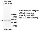 ICAM4 / CD242 Antibody