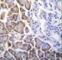 ID / ID1 Antibody - ID1 Antibody immunohistochemistry of formalin-fixed and paraffin-embedded human pancreas tissue followed by peroxidase-conjugated secondary antibody and DAB staining.