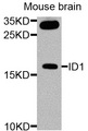 ID / ID1 Antibody - Western blot analysis of extracts of mouse brain cells.