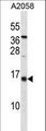 ID3 Antibody - ID3 Antibody western blot of A2058 cell line lysates (35 ug/lane). The ID3 Antibody detected the ID3 protein (arrow).