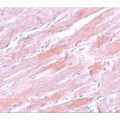IDH2 Antibody - Immunohistochemistry of IDH2 in mouse heart tissue with IDH2 antibody at 5 µg/mL.