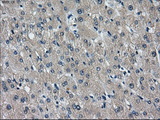 IDH3A Antibody - Immunohistochemical staining of paraffin-embedded liver tissue using anti-IDH3A mouse monoclonal antibody. (Dilution 1:50).