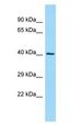 IDH3B Antibody - IDH3B antibody Western Blot of HeLa.  This image was taken for the unconjugated form of this product. Other forms have not been tested.