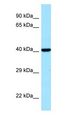 IDO1 / IDO Antibody - IDO1 / IDO antibody Western Blot of Placenta.  This image was taken for the unconjugated form of this product. Other forms have not been tested.