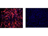 IDO1 / IDO Antibody - Immunofluorescence Microscopy of Mouse Anti-IDO1 Antibody. Cells: HEK293 cells. Fixation: 0.5% PFA. Expressing: mouse IDO-1 (left) and mouse IDO-2 (right). Primary antibody: IDO1 (2E2) monoclonal antibody. Antigen retrieval: not required. Secondary antibody: mouse secondary antibody at 1:10000 for 45 min at RT. Localization: IDO-1 is located in the cytosol. Staining: IDO1 as red fluorescent signal with bis-benzimide nuclear counterstain (blue).