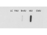 IdU / Iododeoxyuridine Antibody - Western Blot of Anti-IdU Antibody. Lane 1: loading control. Lane 2: FdU. Lane 3: BrdU. Lane 4: IdU. Lane 5 CldU. Load: 20 ug per lane. Primary antibody: Anti-IdU antibody at 1:1000 for overnight at 4 degrees C. Secondary antibody: IRDye800 alpha mouse secondary antibody at 1:10,000 for 45 min at RT. Block: 5% BLOTTO overnight at 4 degrees C. Predicted/Observed: IdU. Other band(s): no cross reactive bands were observed for other nucleoside analogs.