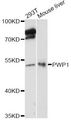 IEF-SSP-9502 / PWP1 Antibody - Western blot analysis of extracts of various cell lines, using PWP1 antibody at 1:3000 dilution. The secondary antibody used was an HRP Goat Anti-Rabbit IgG (H+L) at 1:10000 dilution. Lysates were loaded 25ug per lane and 3% nonfat dry milk in TBST was used for blocking. An ECL Kit was used for detection and the exposure time was 90s.