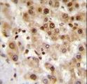 IER3 / IEX-1 Antibody - IER3 Antibody immunohistochemistry of formalin-fixed and paraffin-embedded human liver tissue followed by peroxidase-conjugated secondary antibody and DAB staining.