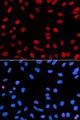 IFI16 Antibody - Immunofluorescence analysis of U2OS cell using IFI16 antibody. Blue: DAPI for nuclear staining.