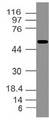 Ifi202b Antibody - Fig-1: Western blot analysis of Ifi202b (Mouse). Anti-Ifi202b (Mouse) antibody was used at 4 µg/ml on m Testis lysate.