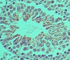 Ifi204 Antibody - IHC of Ifi204 in formalin-fixed, paraffin-embedded mouse testis tissue using Polyclonal Antibody to Ifi204 at 5 ug/ml.