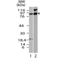 Ifi204 Antibody - Western blot testing of mouse samples with IFI204 antibody at 3ug/ml.