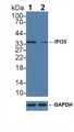 IFI35 Antibody - Knockout Varification: Lane 1: Wild-type Hela cell lysate; Lane 2: IFI35 knockout Hela cell lysate; Predicted MW: 32kd Observed MW: 35kd Primary Ab: 2µg/ml Rabbit Anti-Human IFI35 Antibody Second Ab: 0.2µg/mL HRP-Linked Caprine Anti-Rabbit IgG Polyclonal Antibody