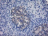 IFI35 Antibody - IHC of paraffin-embedded Human pancreas tissue using anti-IFI35 mouse monoclonal antibody.