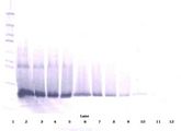 IFN Beta / Interferon Beta Antibody - Western Blot (reducing) of IFNB1 / Interferon Beta antibody. This image was taken for the unconjugated form of this product. Other forms have not been tested.