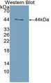 IFNA / Interferon Alpha Antibody - Western Blot; Sample: Recombinant protein.
