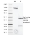 IFNA / Interferon Alpha Antibody - SDS-PAGE Analysis of Purified, BSA-Free Interferon alpha Antibody (clone 2.52). Confirmation of Integrity and Purity of the Antibody.