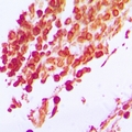 IFRD1 / TIS7 Antibody