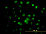 IFRD2 Antibody - Immunofluorescence of monoclonal antibody to IFRD2 on HeLa cell. [antibody concentration 10 ug/ml]