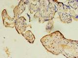IFRD2 Antibody - Immunohistochemistry of paraffin-embedded human placenta tissue using antibody at dilution of 1:100.