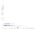 IGF1 Antibody - Western Blot of IGF-I / IGF1 antibody. This image was taken for the unconjugated form of this product. Other forms have not been tested.