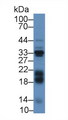 IGFBP3 Antibody - Western Blot; Sample: Mouse Liver lysate; Primary Ab: 2µg/mL Rabbit Anti-Bovine IGFBP3 Antibody Second Ab: 0.2µg/mL HRP-Linked Caprine Anti-Rabbit IgG Polyclonal Antibody