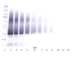 IGFBP5 Antibody - Biotinylated Anti-Human IGF-BP5 Western Blot Unreduced