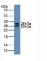 IGFBP7 / TAF Antibody - Western Blot; Sample: Mouse Serum.