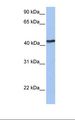 IGFLR1 / TMEM149 Antibody - Fetal brain lysate. Antibody concentration: 1.0 ug/ml. Gel concentration: 12%.  This image was taken for the unconjugated form of this product. Other forms have not been tested.