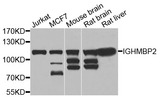 IGHMBP2 Antibody - Western blot analysis of extracts of various cells.