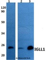 IGLL1 / CD179b Antibody - Western blot of IGLL1 antibody at 1:500 dilution. Lane 1: HEK293T whole cell lysate. Lane 2: H9C2 whole cell lysate. Lane 3: Raw264.7 whole cell lysate. Lane 4: sp2/0 whole cell lysate.